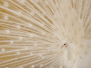 Pavo real albino