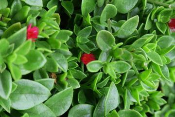 Background texture of Baby sun rose plant closeup