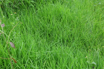 Green grass on outside view 