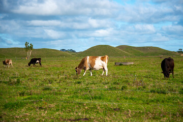 Obraz premium Cattle Pasture in Taranaki Region - New Zealand