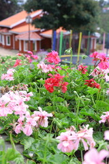 Geranium Multi Mix Flower