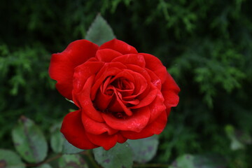 Red rose focus with water droplets best photo