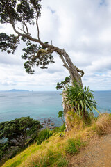 Mangawhai Cliff Walk - New Zealand