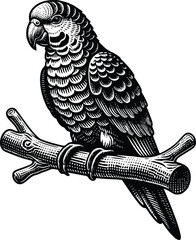 set of parrots sitting on a branch silhouette, on a white background, vector