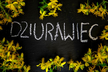 Roślina lecznicza - dziurawiec, na czarnym tle. 