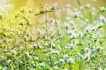 Picture of Mexican daisy tridax in the morning with sunlight, Background, Texture      