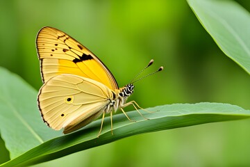 A flying yellow butterfly