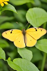 A flying yellow butterfly