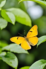 A flying yellow butterfly