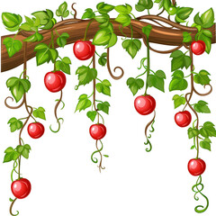 illustration of vines and star growing on tree branches transparent background