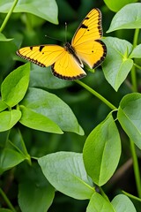 A flying yellow butterfly