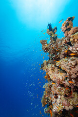 Underwater Tropical Corals Reef with colorful sea fish. Marine life sea world. Tropical colourful underwater seascape.