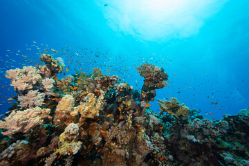 Underwater Tropical Corals Reef with colorful sea fish. Marine life sea world. Tropical colourful underwater seascape.