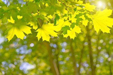 Green nature background with maple leaves
