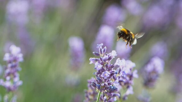 Close up of bumble-bee flying and collecting nectar pollen around garden lavender flowers . Super slow motion filmed at 1000 fps.