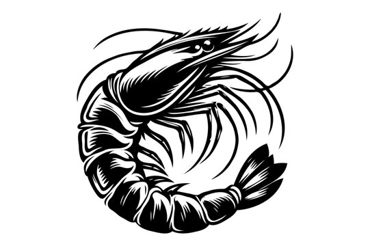 recommend clip art: Shrimp silhouette sea animal. Vector sketch illustration.. black and white engraved isolated shrimp illustration