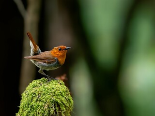 森の中で枯れ木に留まっているコマドリの雄