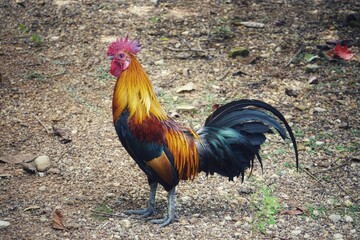 Red jungle fowl 