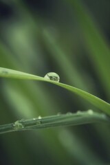 leaf with dew drops