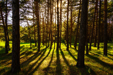 Sunbeams streaming through the pine trees and illuminating the young green foliage on the bushes in the pine forest in spring.