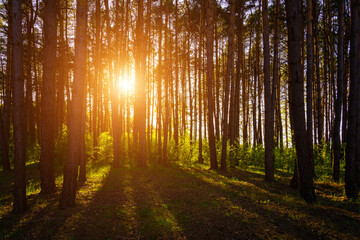 Sunbeams streaming through the pine trees and illuminating the young green foliage on the bushes in the pine forest in spring.