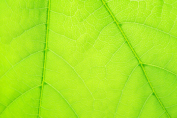 Macro shot of a leaf. Foliage nature background.