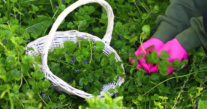 The process of collecting ivy budra, carefully placed in a basket, is used to prepare medicines in folk medicine, the international name is Glechoma hederacea