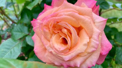 A rose with layers of peach and pink in the rain