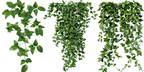 Set of river wattle plants, ivy, and vines for decorative use, isolated on a transparent background. The lush green foliage is ideal for adding a natural and vibrant touch to any space.