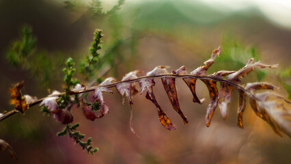 Macro de feuilles de fougère marrons, dans la forêt des Landes de Gascogne