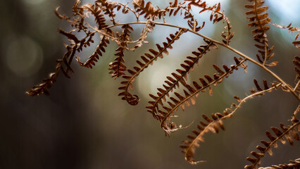 Macro de feuilles de fougère marrons, dans la forêt des Landes de Gascogne