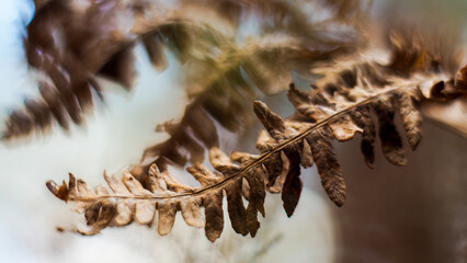 Macro de feuilles de fougère marrons, dans la forêt des Landes de Gascogne