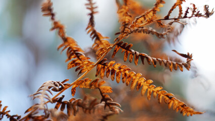Macro de feuilles de foug&egrave;re marrons, dans la for&ecirc;t des Landes de Gascogne