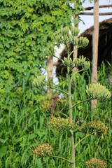 garden with plants