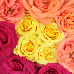 Rose flower bouquet in yellow, red, orange colors. Abstract beautiful summer flowers nature background.