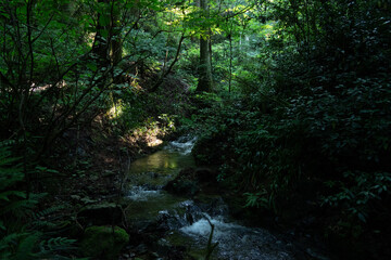 森の中の小川