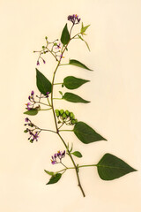 Deadly Nightshade with purple flowers and unripe green berries on hemp paper background. Poisonous wildflower also used in alternative  herbal medicine remedies. Belladonna.
