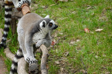 Lemur on branch staring out on grass