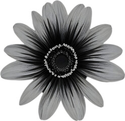 Elegant anemone flower illustration for projects. 