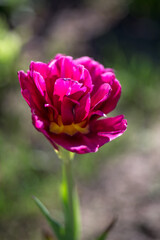 Pink tulip flower