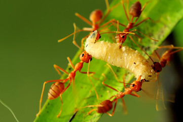 Several ants work together to carry the caterpillar