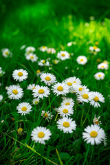 daisies in the grass