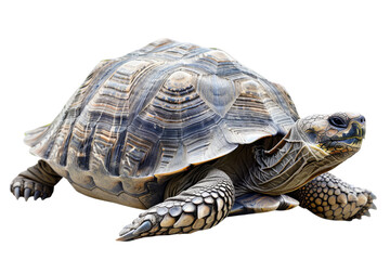 Obraz premium Detailed image of a tortoise with intricate shell patterns against a white background, highlighting its texture and form. 