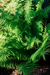Natural green background from fern leaves