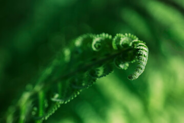 Natural green background from fern leaves