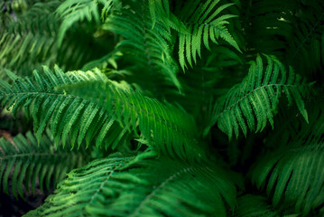 Natural green background from fern leaves