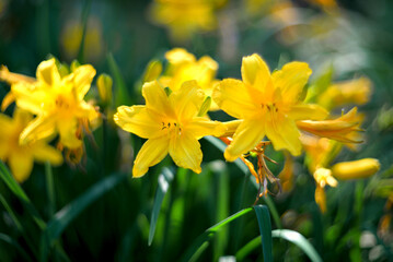 Yellow daylilies growing in a flower bed. Perennial