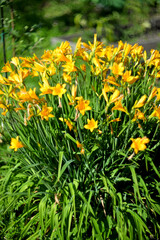 Fototapeta premium Yellow daylilies growing in a flower bed. Perennial