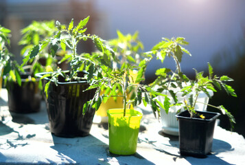 Tomato seedlings in pots