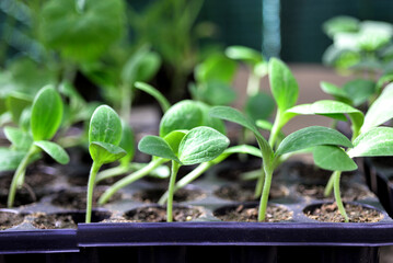 Young cucumber seedlings on a tray in a greenhouse